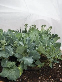 All-Purpose Garden Fabric -Gardeners Sale Shop 32646 7940 tif