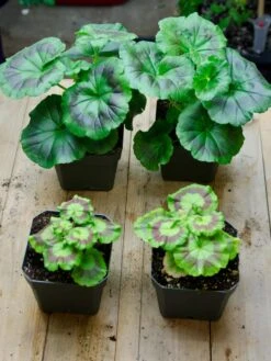 Organic Seed Starting Mix, 6 Quarts -Gardeners Sale Shop 37808 002E tif