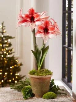 Premium Amaryllis Bulb -Gardeners Sale Shop 39 733 Charisma 2021 08 tif
