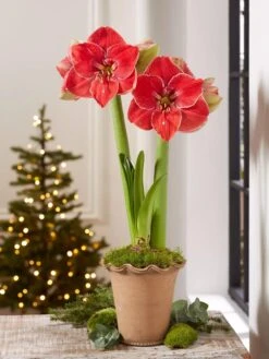 Premium Amaryllis Bulb -Gardeners Sale Shop 39 733 MagicalTouch 2021 10 tif