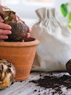 Premium Amaryllis Bulb -Gardeners Sale Shop 39 733 bagged 2020 05000 tif