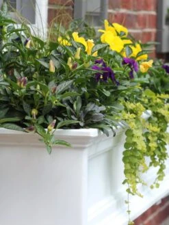 Fairfield Self-Watering Window Box, 4’ -Gardeners Sale Shop 39345 102V tif