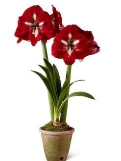 Premium Amaryllis Bulb -Gardeners Sale Shop 39733 2020 2002 silo tif