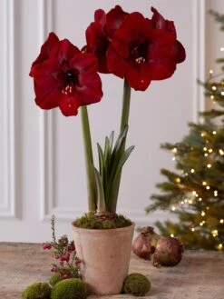 Premium Amaryllis Bulb -Gardeners Sale Shop 39733 2020 2004 tif