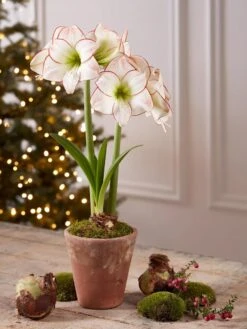 Premium Amaryllis Bulb -Gardeners Sale Shop 39733 2020 2006 tif