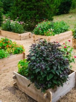 Farmstead Cedar Raised Garden Beds, 3' -Gardeners Sale Shop 8588143 09V tif