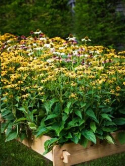 Farmstead Cedar Raised Garden Beds, 2' -Gardeners Sale Shop 8588144 014V tif