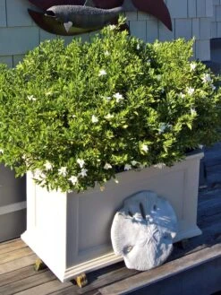 Fairfield Self-Watering Patio Planters, 20” X 36” -Gardeners Sale Shop 8588417 208V tif