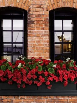 Fairfield Self-Watering Window Box, 5’ -Gardeners Sale Shop 8588938 102V tif