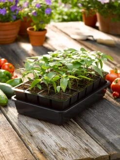 Growease Seed Starter Kit -Gardeners Sale Shop 8589987 1148 tif