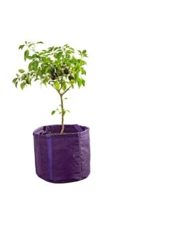 Gardener's Best® Universal Grow Bag 12 Gardener's Best® Universal Grow Bag -Gardeners Sale Shop 8590024PR 249 tif