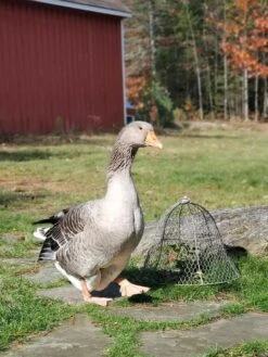 Chicken Wire Cloche 14 Chicken Wire Cloche -Gardeners Sale Shop 8590210 01IN tif