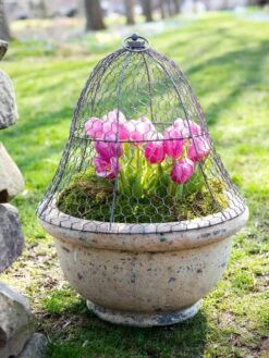 Chicken Wire Cloche 13 Chicken Wire Cloche -Gardeners Sale Shop 8590210 021 tif