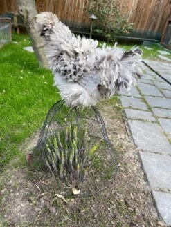 Chicken Wire Cloche 15 Chicken Wire Cloche -Gardeners Sale Shop 8590210 02CUST tif