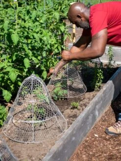 Chicken Wire Cloche With Extension 16 Chicken Wire Cloche With Extension -Gardeners Sale Shop 8590210 0442 tif