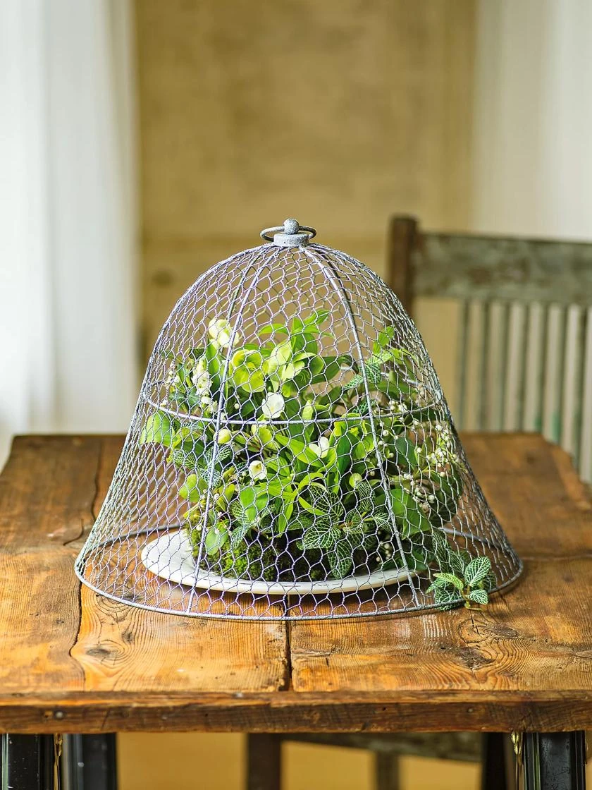 Chicken Wire Cloche 8 Chicken Wire Cloche - Image 8