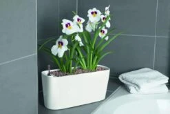 Lechuza® Delta Self-Watering Windowsill Planters -Gardeners Sale Shop 8590298 01V tif