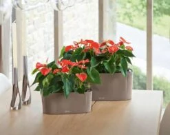Lechuza® Delta Self-Watering Windowsill Planters -Gardeners Sale Shop 8590298 04V tif