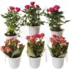 Flowering Terrarium Plant Collection, Set Of 6