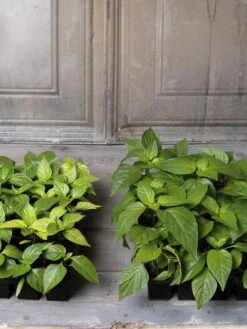 Organic Seed Starting Mix, 6 Quarts -Gardeners Sale Shop 8592212 002E tif