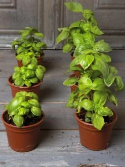 Organic Self-Watering Potting Mix, 20 Qts. -Gardeners Sale Shop 8592212 3979 001E tif 3