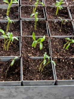 Seed Starting Mix, 9 Qts. -Gardeners Sale Shop 8592212 6177