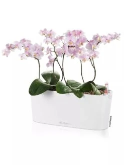 Lechuza® Delta Self-Watering Windowsill Planters -Gardeners Sale Shop 8592361 02V tif