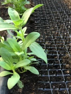 Cat Scat Mat -Gardeners Sale Shop 8592448 03CUST tif