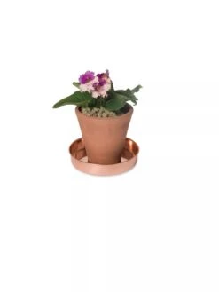 Extra Small Round Copper Plant Tray, 8" -Gardeners Sale Shop 8593528 2922 tif