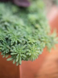 Tall Rectangular Copper Plant Tray, 18" X 5" X 4" 7 Tall Rectangular Copper Plant Tray, 18" X 5" X 4" -Gardeners Sale Shop 8593534 4601 tif