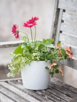 Viva Round Self-Watering Planter, 7" Diameter -Gardeners Sale Shop 8595222 1139 tif