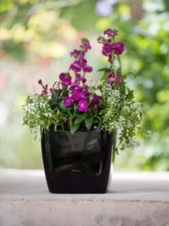 Viva Square Self-Watering Planter, 7" Diameter -Gardeners Sale Shop 8595223 1107 tif