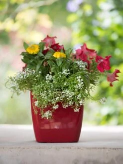 Viva Square Self-Watering Planter, 7" Diameter -Gardeners Sale Shop 8595223 1111 tif