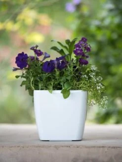 Viva Square Self-Watering Planter, 7" Diameter -Gardeners Sale Shop 8595223 1118 tif