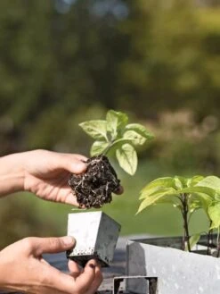 Galvanized Seed Starting Tray -Gardeners Sale Shop 8595893 4378 tif