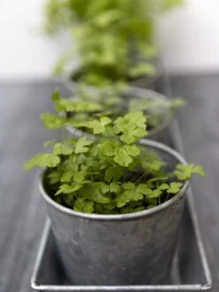 Galvanized Herb Planters With Rectangular Tray 6 Galvanized Herb Planters With Rectangular Tray -Gardeners Sale Shop 8595903 advice 1777 tif