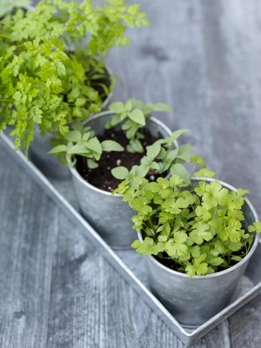 Galvanized Herb Planters With Rectangular Tray 2 Galvanized Herb Planters With Rectangular Tray - Image 2
