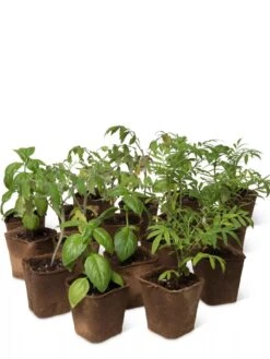 3-1/2” Square Biodegradable Pots, Set Of 18 -Gardeners Sale Shop 8595967 3919 tif