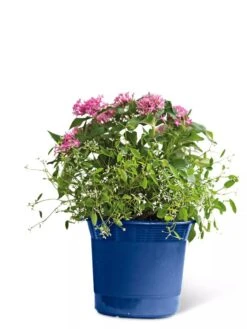 Eezy Gro Self-Watering Planters 13 Eezy Gro Self-Watering Planters -Gardeners Sale Shop 8596425 103 tif