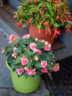 Eezy Gro Self-Watering Planters 9 Eezy Gro Self-Watering Planters -Gardeners Sale Shop 8596427 0034 tif