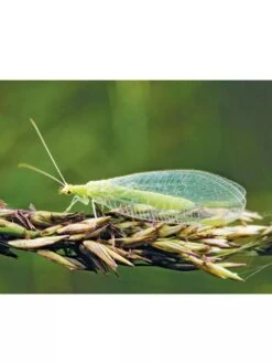 Green Lacewing Eggs 3 Green Lacewing Eggs -Gardeners Sale Shop 8596811 001V 3 4
