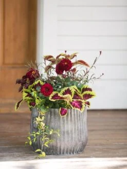 Galvanized Ribbed Planters -Gardeners Sale Shop 8597435 1693 tif