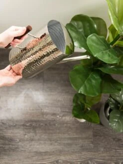 Stainless Steel Watering Can -Gardeners Sale Shop 8599057 14322 tif