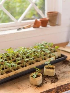 Paper Pots, 50 Cell -Gardeners Sale Shop 8599830 0502 paper pots 50 cell tif