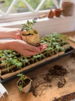 Paper Pots, 50 Cell -Gardeners Sale Shop 8599830 0507 tif