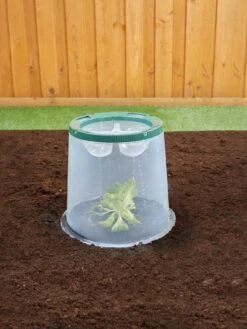 Sunny Forcing Cloches, Set Of 3 -Gardeners Sale Shop 8600075 02V tif