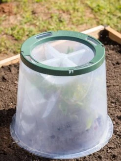 Sunny Forcing Cloches, Set Of 3 -Gardeners Sale Shop 8600075 0734 tif