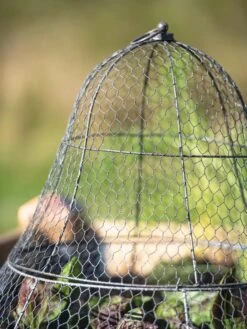 Chicken Wire Cloche With Extension 22 Chicken Wire Cloche With Extension -Gardeners Sale Shop 8600116 0607 tif