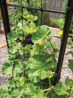 Gardener’s Victory Self-Watering Planter With Vine Trellis -Gardeners Sale Shop 8600176 6853