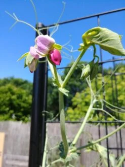Gardener’s Victory Self-Watering Planter With Vine Trellis -Gardeners Sale Shop 8600177 6588 tif